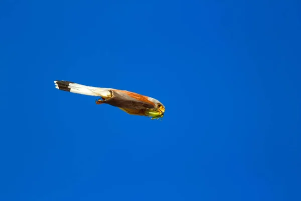 Ιπτάμενο Γεράκι Κυνήγι Του Γεράκι Μικρό Κέκελ Φάλκο Ναμάννι Μπλε — Φωτογραφία Αρχείου