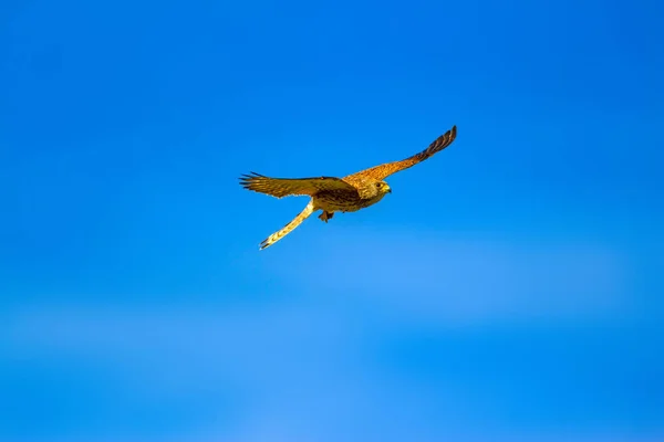 その狩りで飛ぶハヤブサ レッサー ケストレル ファルコ ナウマンニ青空の背景 — ストック写真