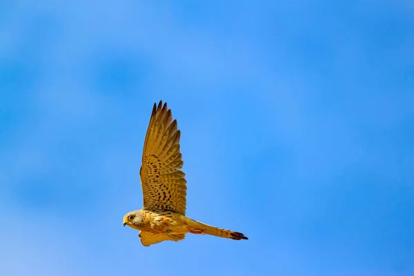 Halcón Volador Con Caza Bird Lesser Kestrel Falco Naumanni Fondo —  Fotos de Stock