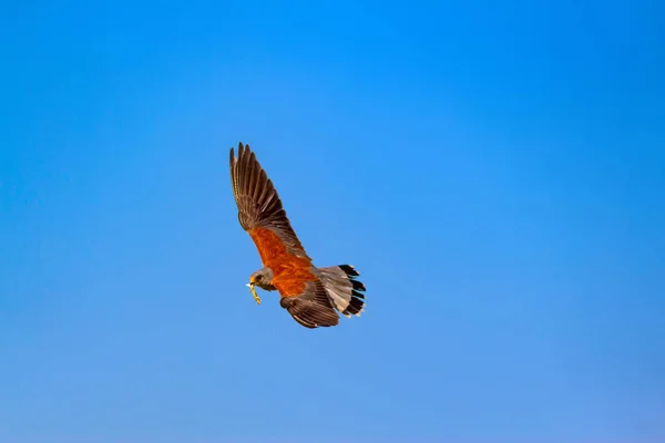 Fliegender Falke Mit Seiner Jagd Vogel Turmfalke Falco Naumanni Blauer — Stockfoto