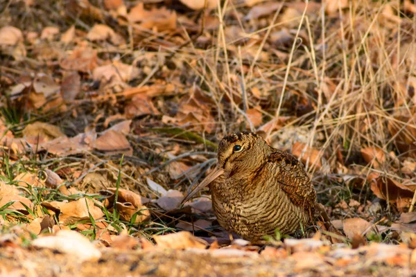 Woodcock. Kar ve kuru yapraklar arka plan. Kuş: Avrasya Woodcock. Scolopax rusticola.