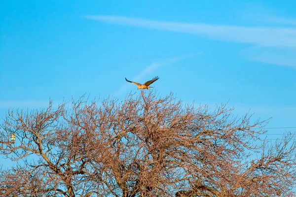 フライング ブザード 獲物の鳥青空の背景 — ストック写真