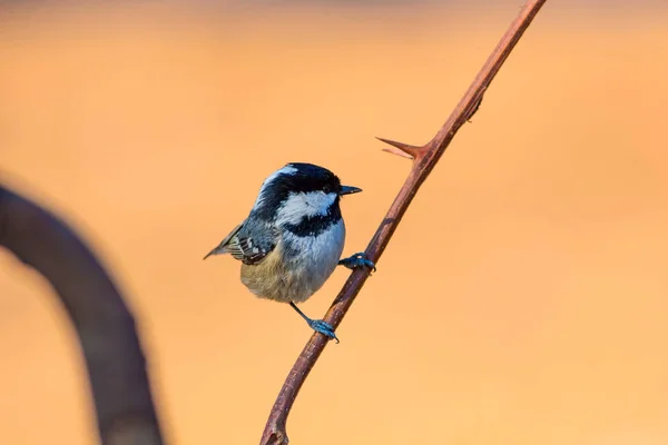 Söt Liten Fågel Gul Natur Bakgrund Fågel Stenkolmes Periparus Ater — Stockfoto