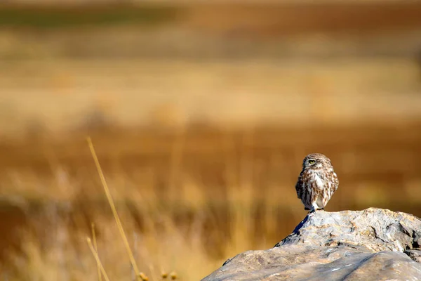 Cute Little Owl Bird Little Owl Athene Noctua Natural Background — Stock Photo, Image