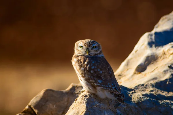 Cute Little Owl Bird Little Owl Athene Noctua Natural Background — Stock Photo, Image