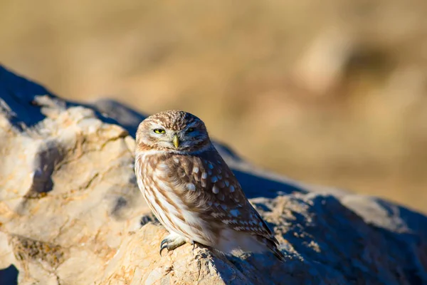 Cute little owl. Bird: Little owl Athene noctua. Natural background.