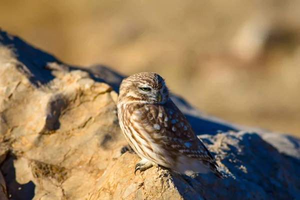 Cute Little Owl Bird Little Owl Athene Noctua Natural Background — Stock Photo, Image