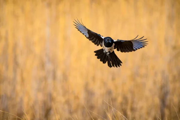 Flying crow. Yellow nature background. Bird: Eurasian Magpie. Pica pica.