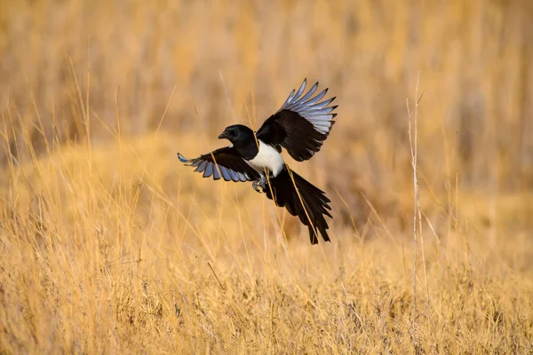 Flying crow. Yellow nature background. Bird: Eurasian Magpie. Pica pica.