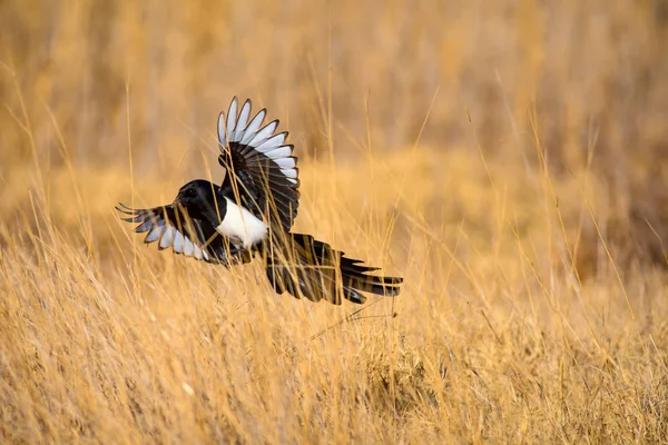 Corbeau Volant Fond Nature Jaune Oiseau Pie Eurasienne Pica Pica — Photo