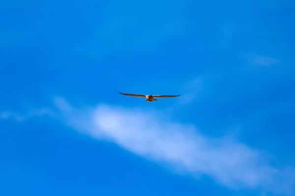 Flygande Buzzard Rov Fågel Blå Himmel Bakgrund — Stockfoto