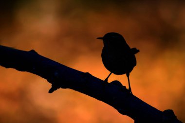 Daldaki sevimli kuş. Kuş: Avrasya Çit kuşu. Troglodytes trogloditleri. Sıcak renkler arka plan.