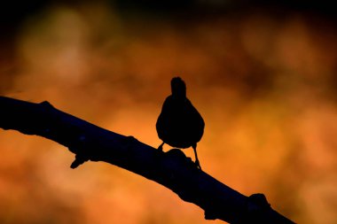 Daldaki sevimli kuş. Kuş: Avrasya Çit kuşu. Troglodytes trogloditleri. Sıcak renkler arka plan.
