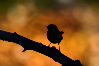 Daldaki sevimli kuş. Kuş: Avrasya Çit kuşu. Troglodytes trogloditleri. Sıcak renkler arka plan.