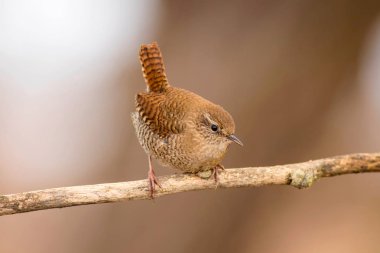 Sevimli kuş. Kahverengi doğal arka plan. Kuş: Avrasya Çit kuşu. Troglodytes troglodytes