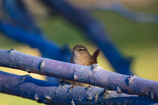 Cute bird. Brown natural background. Bird: Eurasian Wren. Troglodytes troglodytes