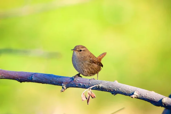 Cute bird. Green natural background. Bird: Eurasian Wren. Troglodytes troglodytes