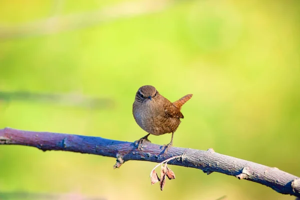 Leuke Vogel Groene Natuurlijke Achtergrond Vogel Euraziatische Wren Troglodytes Troglodytes — Stockfoto