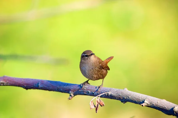 Cute bird. Green natural background. Bird: Eurasian Wren. Troglodytes troglodytes