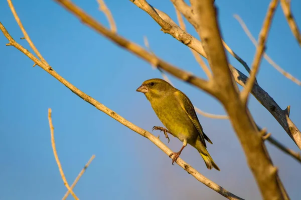 可爱的鸟 欧洲格林芬奇氯气 绿色自然背景 — 图库照片