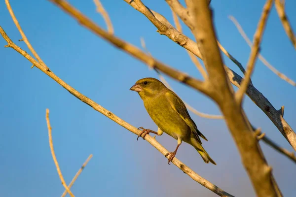Bell Uccello Verdone Europeo Cloruro Cloruro Sfondo Verde Natura — Foto Stock