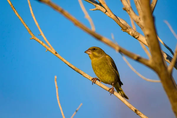 Bell Uccello Verdone Europeo Cloruro Cloruro Sfondo Verde Natura — Foto Stock