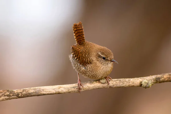 Niedlicher Vogel Brauner Natürlicher Hintergrund Vogel Zaunkönig Troglodytes Troglodytes — Stockfoto