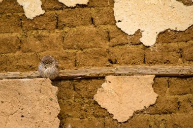 Sevimli küçük baykuş. Eski kerpiç ev arka plan. Kuş: Küçük baykuş Athene noctua. 