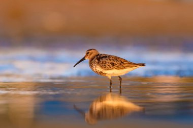 Renkli doğa ve su kuşu. Renkli doğa habitat arka plan.