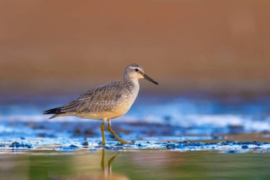 Bereketli su kuşu. Renkli doğa habitat arka plan. Kuş: Kırmızı Düğüm. Calidris canutus.