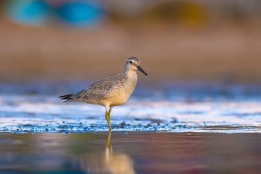 Bereketli su kuşu. Renkli doğa habitat arka plan. Kuş: Kırmızı Düğüm. Calidris canutus.