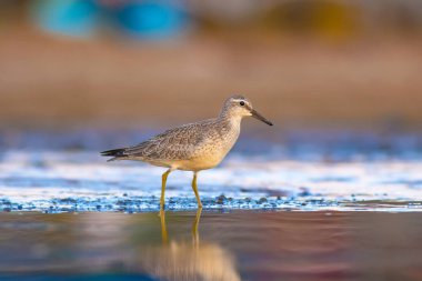 Bereketli su kuşu. Renkli doğa habitat arka plan. Kuş: Kırmızı Düğüm. Calidris canutus.