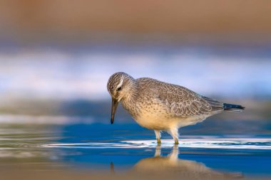 Bereketli su kuşu. Renkli doğa habitat arka plan. Kuş: Kırmızı Düğüm. Calidris canutus.
