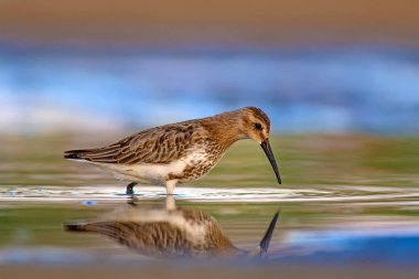 Renkli doğa ve su kuşu. Renkli doğa habitat arka plan.