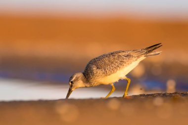 Bereketli su kuşu. Renkli doğa habitat arka plan. Kuş: Kırmızı Düğüm. Calidris canutus.