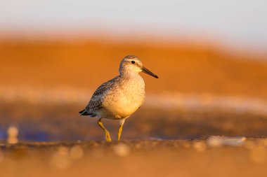 Bereketli su kuşu. Renkli doğa habitat arka plan. Kuş: Kırmızı Düğüm. Calidris canutus.