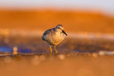 Bereketli su kuşu. Renkli doğa habitat arka plan. Kuş: Kırmızı Düğüm. Calidris canutus.