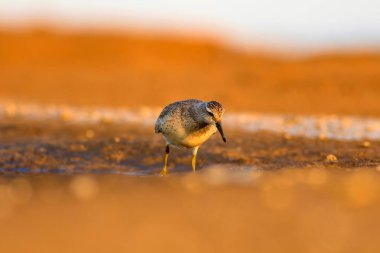 Bereketli su kuşu. Renkli doğa habitat arka plan. Kuş: Kırmızı Düğüm. Calidris canutus.