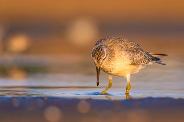 Bereketli su kuşu. Renkli doğa habitat arka plan. Kuş: Kırmızı Düğüm. Calidris canutus.