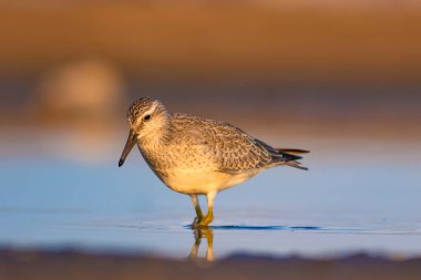 Bereketli su kuşu. Renkli doğa habitat arka plan. Kuş: Kırmızı Düğüm. Calidris canutus.