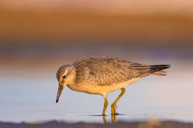 Bereketli su kuşu. Renkli doğa habitat arka plan. Kuş: Kırmızı Düğüm. Calidris canutus.