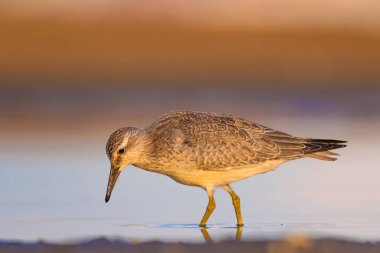 Bereketli su kuşu. Renkli doğa habitat arka plan. Kuş: Kırmızı Düğüm. Calidris canutus.