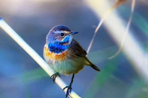 Симпатичная Птичка Синий Фон Природы Обычная Птица Bluethroat — стоковое фото