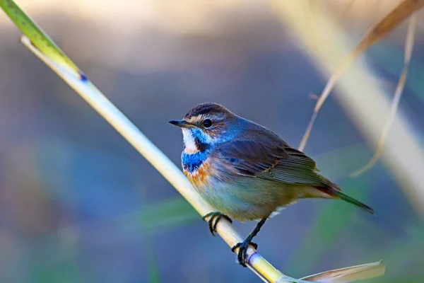 Милий Маленький Птах Синій Фон Природи Поширений Птах Bluethroat — стокове фото
