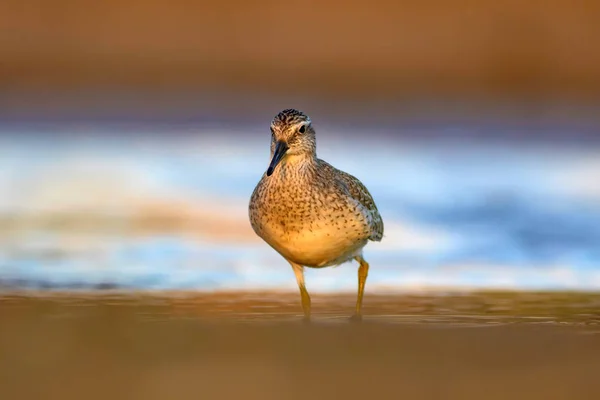 Pássaro Aquático Delicioso Natureza Colorida Habitat Fundo Vermelho Vermelho Calidris — Fotografia de Stock