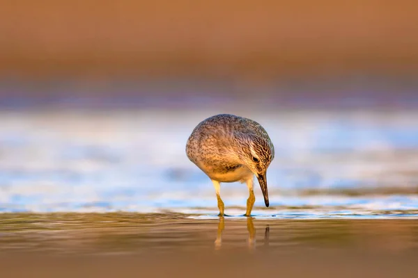 Pássaro Aquático Delicioso Natureza Colorida Habitat Fundo Vermelho Vermelho Calidris — Fotografia de Stock