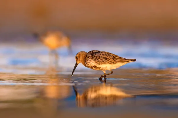 Nature Colorée Oiseau Eau Nature Colorée Fond Habitat — Photo