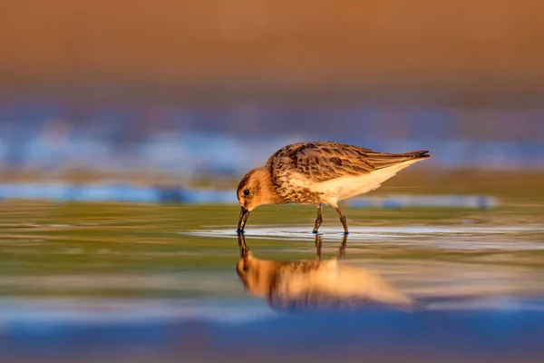 Kleurrijke Natuur Water Vogel Kleurrijke Natuur Habitat Achtergrond — Stockfoto