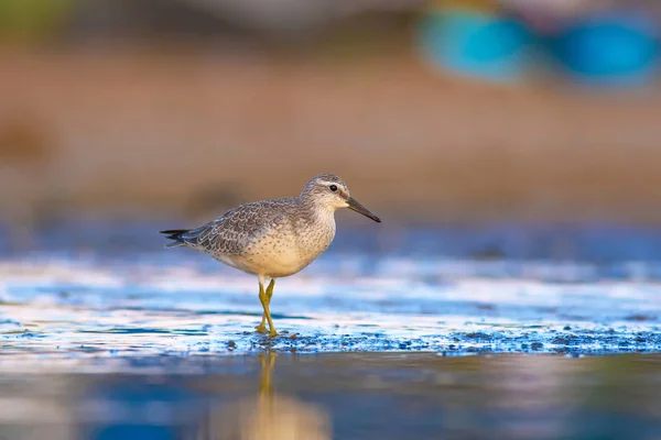 Pássaro Aquático Delicioso Natureza Colorida Habitat Fundo Vermelho Vermelho Calidris — Fotografia de Stock