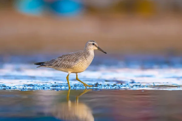 Beuatiful water bird. Colorful nature habitat background.  Bird: Red Knot. Calidris canutus.